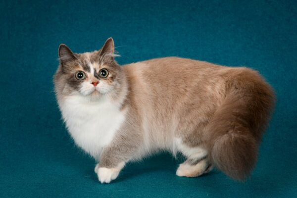 Munchkin ragdoll cat