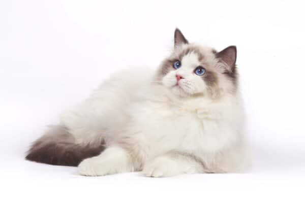 Shorthair Ragdoll Cat 