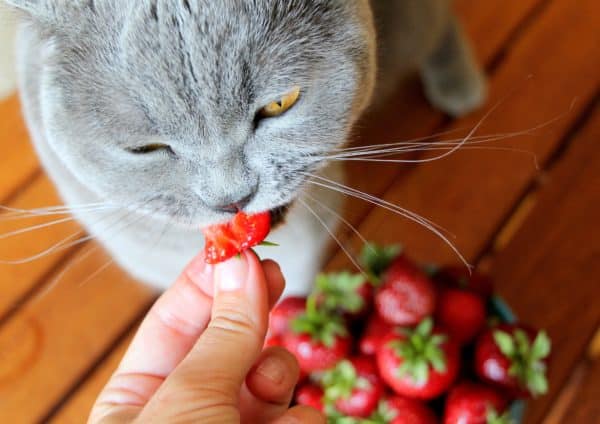Can cats eat strawberries?