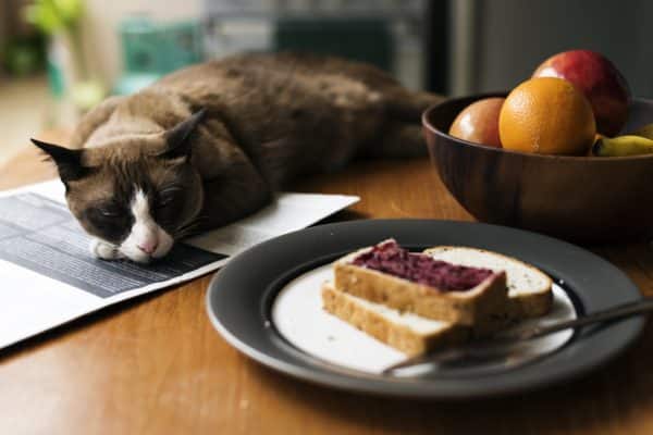 Can cats eat bread