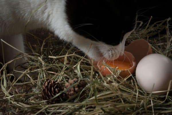 Can cats eat raw eggs?