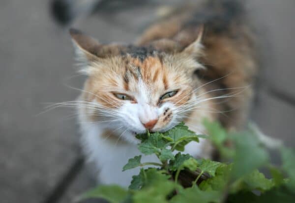 Can Cats Eat Catnip