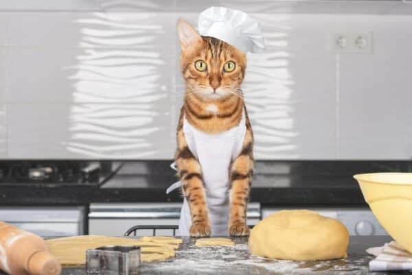 cat baking 