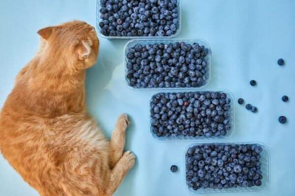 cat looking at blueberries