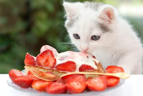 white cat licking strawberries