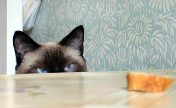 Cat looking at bread