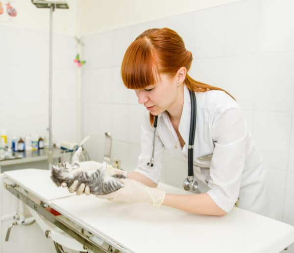 Veterinarian,examining,a,kitten