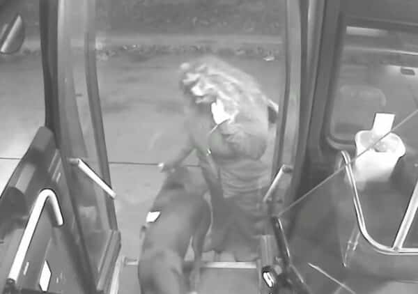 2 lost dogs take bus ride home