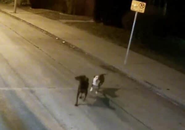 2 Lost Dogs Take Bus Ride Home