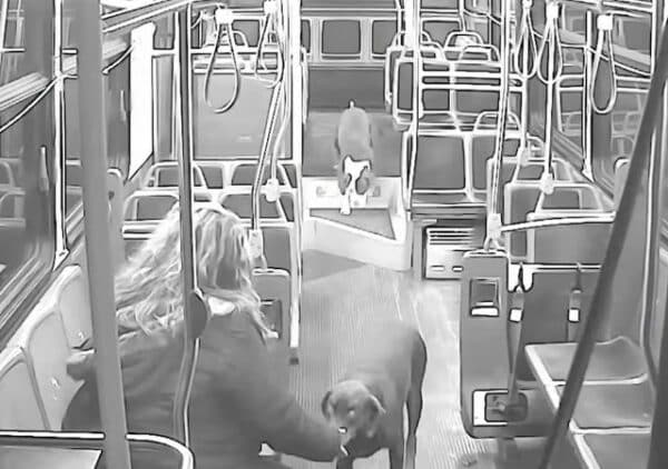 2 Lost Dogs Take Bus Ride Home