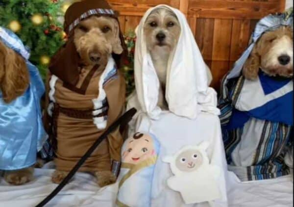 Dogs dress up for nativity scene for christmas (2)