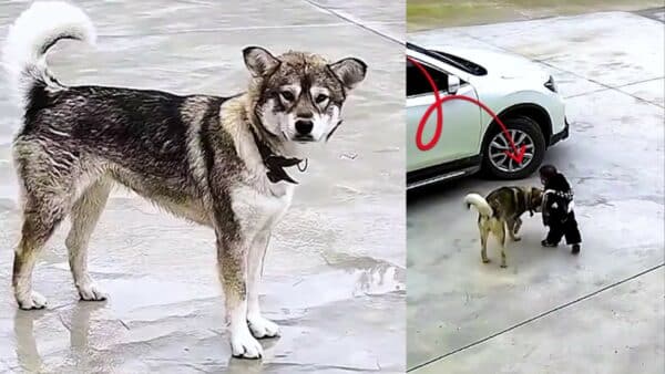 Family dog keeps active toddler safe