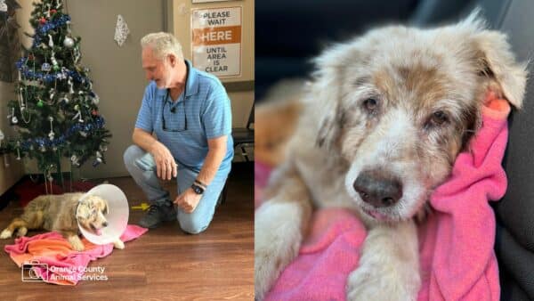 True pet stories: Jazzy the Dog Amazing Journey of 7 Years