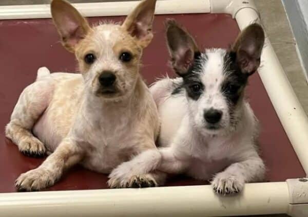 Puppy Brothers Hold Each Other's Paws for Comfort (2)