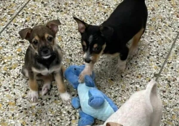 Puppy Brothers Hold Each Other's Paws for Comfort (2)