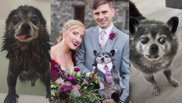 Ugly dog no one wants becomes best dog at wedding