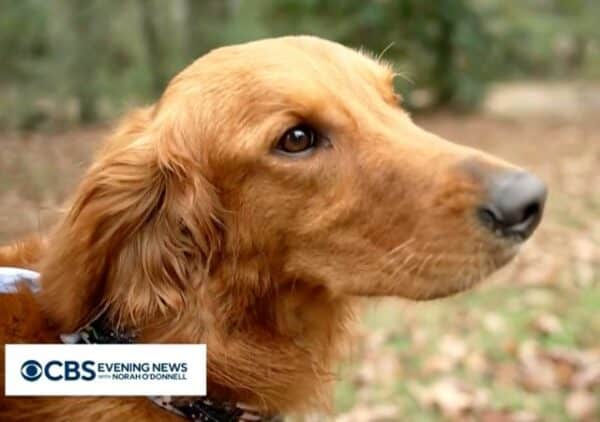 Dog rescues two girls lost in the wood