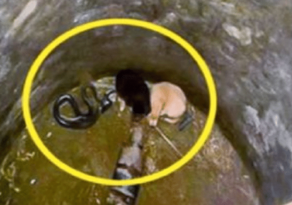 Amazing Animal Rescues_ Two Puppies pulled from Cobra pit (2)