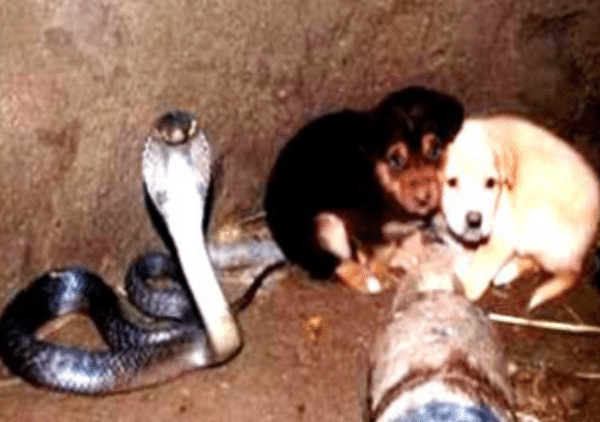 Amazing Animal Rescues: Two Puppies pulled from Cobra pit