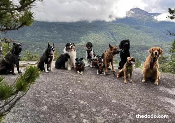 Incredible Puppy Bus Takes Dogs on Outdoor Adventures