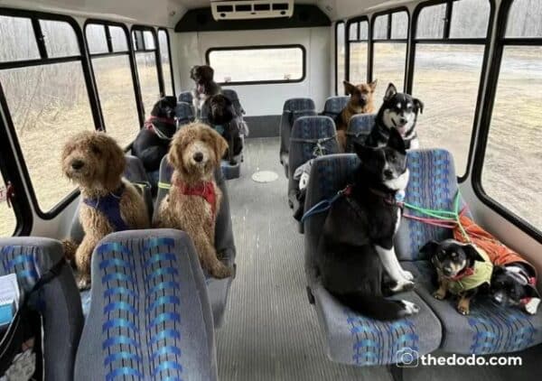 Incredible puppy bus takes dogs on outdoor adventures