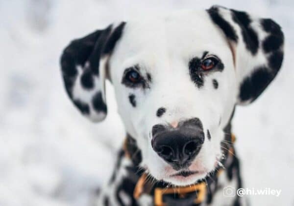 Meet Wiley, The Dalmatian With A Heart-Shaped Nose | Alpha Paw