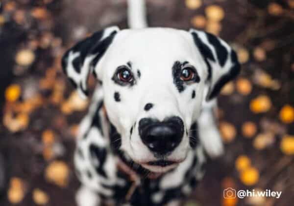 Meet wiley, the dalmatian with a heart-shaped nose