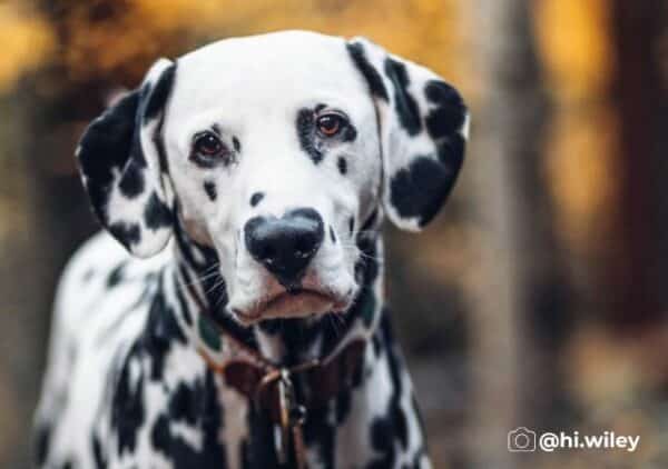 Meet wiley, the dalmatian with a heart-shaped nose