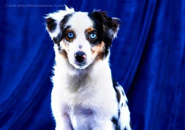 Puppy Bowl 2023: Meet the Special Needs Dogs Competing in the Game