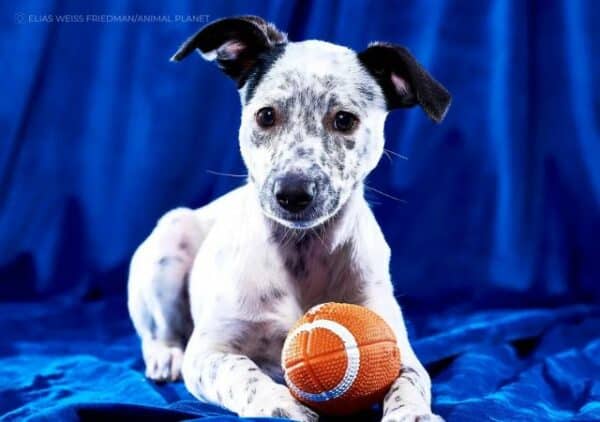 Puppy bowl 2023: meet the special needs dogs competing in the game