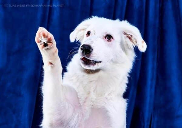 Puppy Bowl 2023: Meet the Special Needs Dogs Competing in the Game