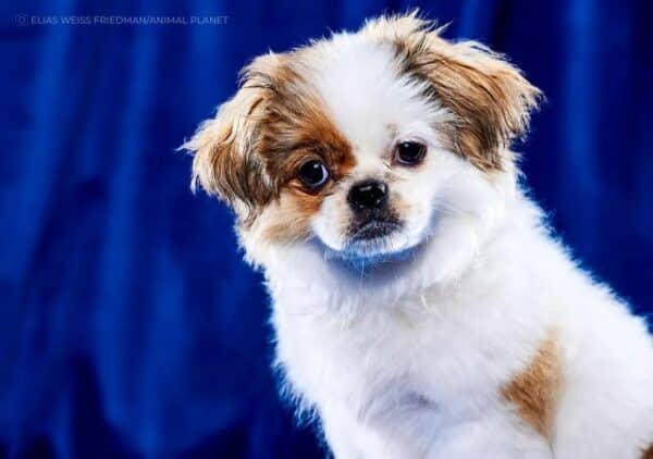 Puppy bowl 2023: meet the special needs dogs competing in the game