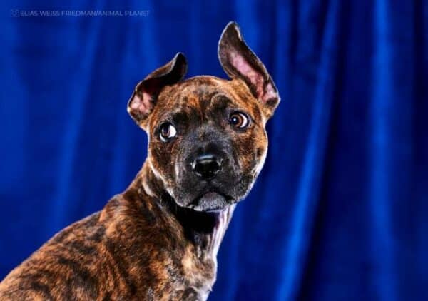 Puppy Bowl 2023: Meet the Special Needs Dogs Competing in the Game