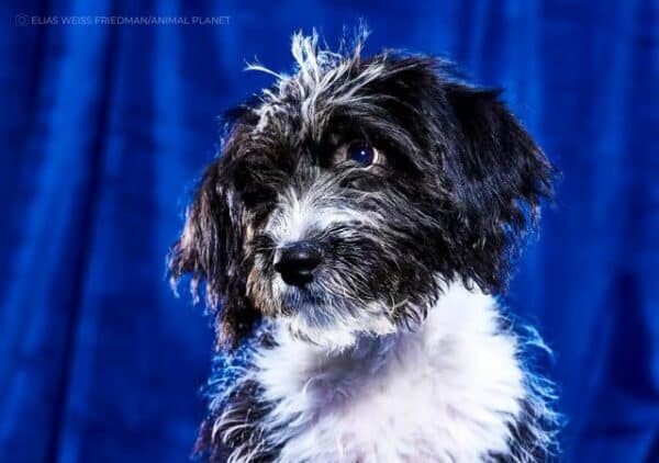 Puppy Bowl 2023: Meet the Special Needs Dogs Competing in the Game