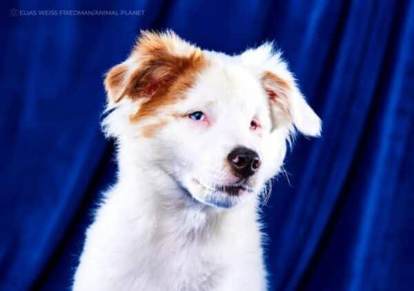 Puppy bowl 2023: meet the special needs dogs competing in the game