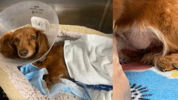 Surrendered dachshund gets emergency surgery for life-threatening condition